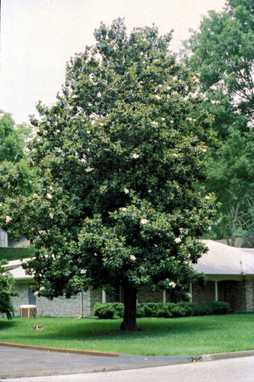 Southern Magnolia